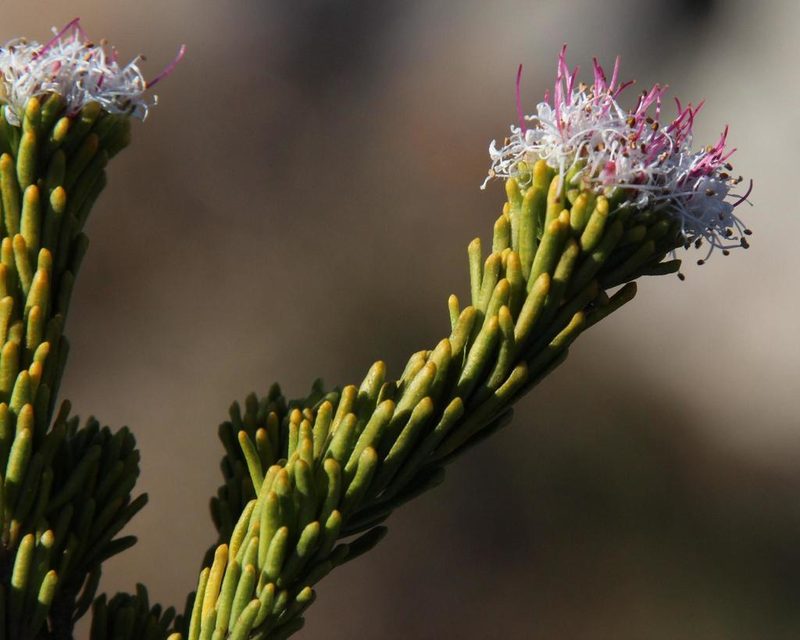 Agathosma gonaquensis, photographed by Tony Rebelo