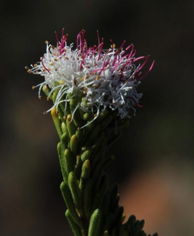 Agathosma gonaquensis, photographed by Tony Rebelo
