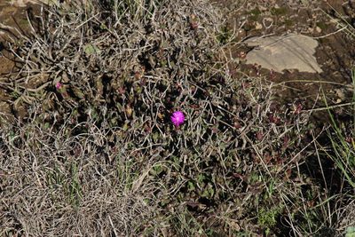 Ruschia orientalis, photographed by Tony Rebelo