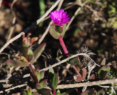 Ruschia orientalis, photographed by Tony Rebelo