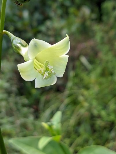 Helia grandiflora, photographed by Denis Bastianelli