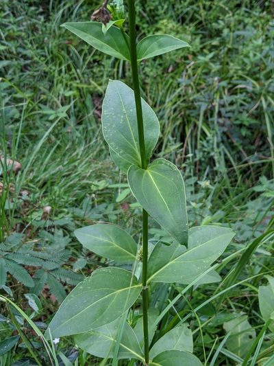 Helia grandiflora, photographed by Denis Bastianelli