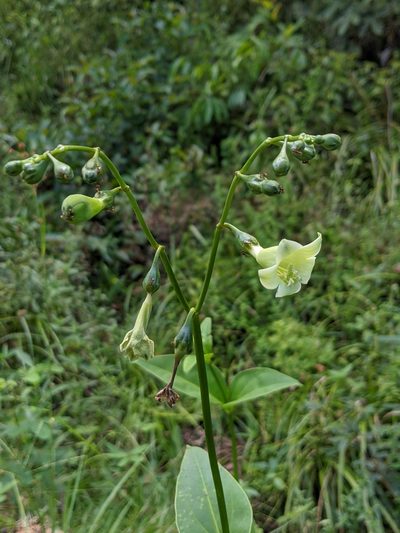 Helia grandiflora, photographed by Denis Bastianelli