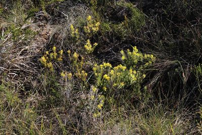 Gnidia styphelioides, photographed by Tony Rebelo