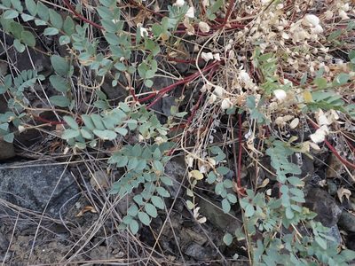 Astragalus beckwithii, photographed by Ellyne Geurts