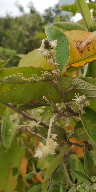 Croton axillaris, photographed by Tereso Hernández Morales