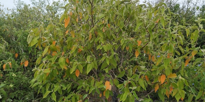 Croton axillaris, photographed by Tereso Hernández Morales