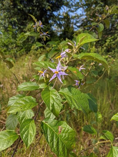 Solanum subinerme, photographed by Denis Bastianelli