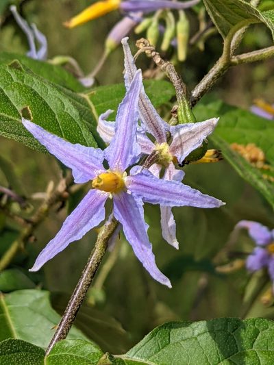 Solanum subinerme, photographed by Denis Bastianelli