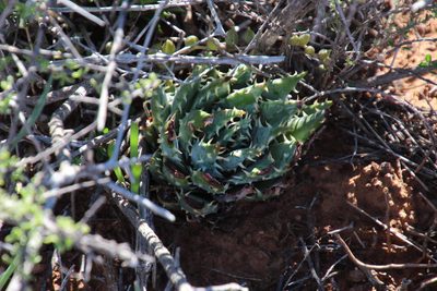 Aloe longistyla, photographed by Tony Rebelo