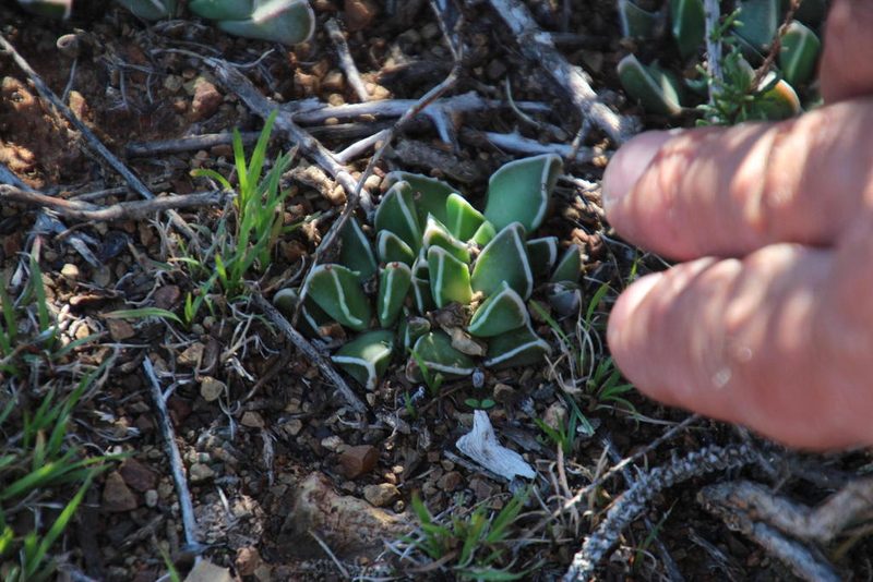 Faucaria bosscheana, photographed by Tony Rebelo