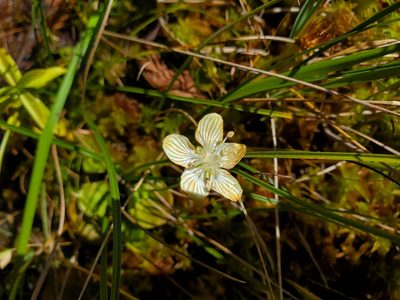 Parnassia asarifolia, photographed by Will Kuhn