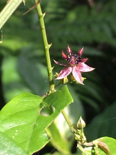 Ayenia australis, photographed by B. Phalan