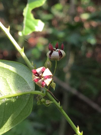 Ayenia australis, photographed by B. Phalan