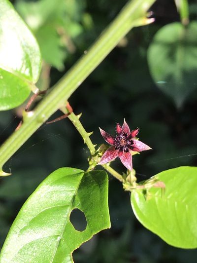 Ayenia australis, photographed by B. Phalan