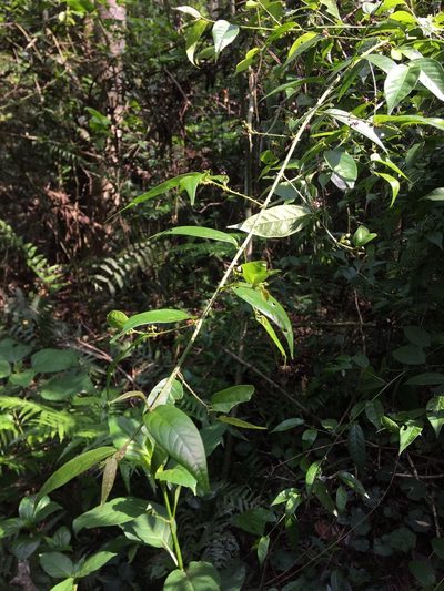 Ayenia australis, photographed by B. Phalan