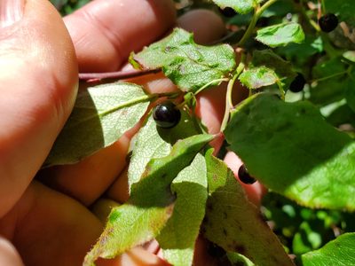 Vaccinium erythrocarpum, photographed by Will Kuhn