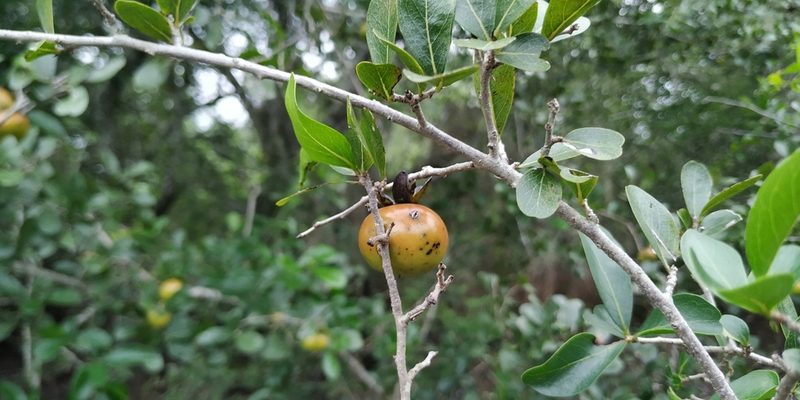 Diospyros palmeri, photographed by Tereso Hernández Morales