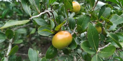 Diospyros palmeri, photographed by Tereso Hernández Morales