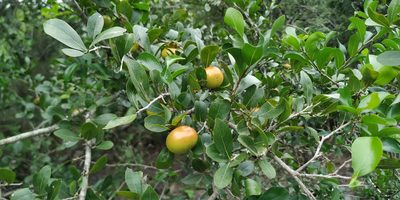 Diospyros palmeri, photographed by Tereso Hernández Morales