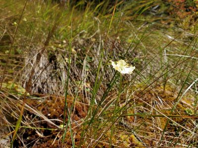 Parnassia asarifolia, photographed by Will Kuhn