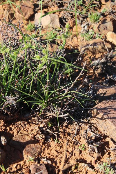 Cyperus uitenhagensis, photographed by Tony Rebelo