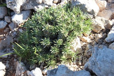 Euphorbia braunsii, photographed by Tony Rebelo