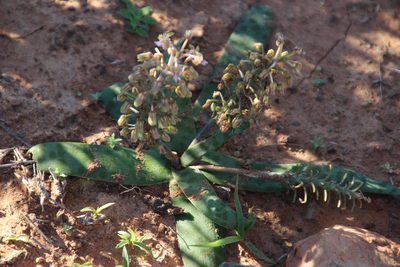 Ledebouria apertiflora, photographed by Tony Rebelo
