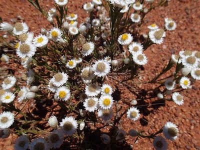 Rhodanthe floribunda, photographed by Rob Foster