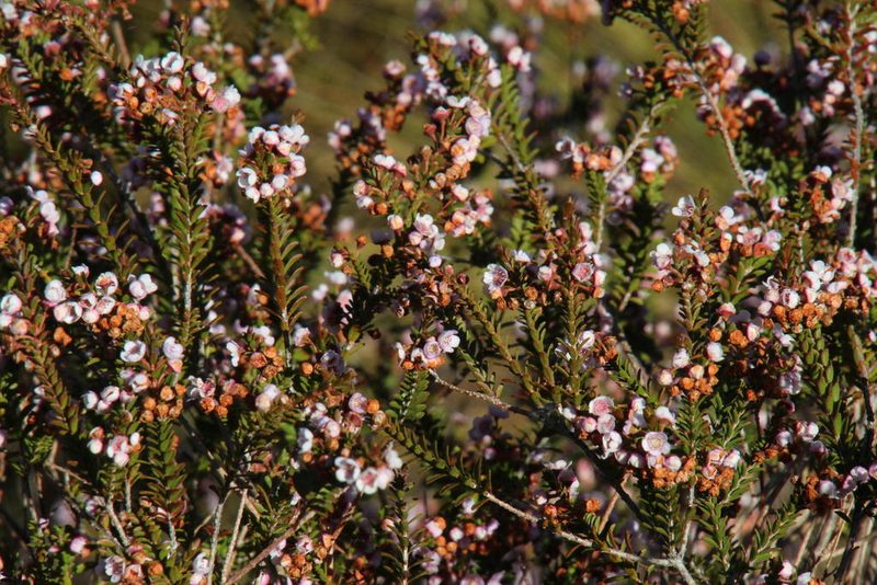 Thryptomene saxicola, photographed by Tony Rebelo