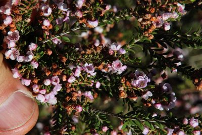 Thryptomene saxicola, photographed by Tony Rebelo