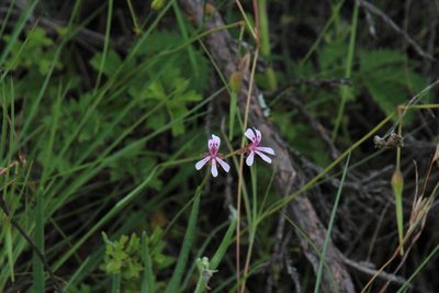 Pelargonium ranunculophyllum, photographed by Tony Rebelo