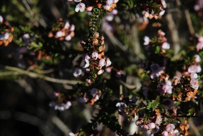 Thryptomene saxicola, photographed by Tony Rebelo