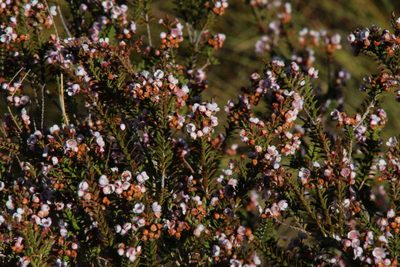 Thryptomene saxicola, photographed by Tony Rebelo