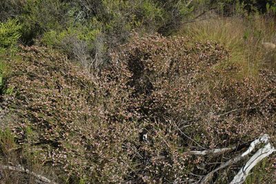 Thryptomene saxicola, photographed by Tony Rebelo