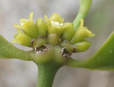 Viscum obscurum, photographed by Nicola van Berkel