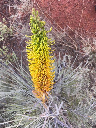 Grevillea eriostachya, photographed by Rob Foster