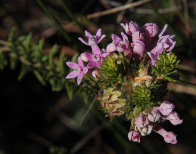 Phylica gnidioides, photographed by Tony Rebelo