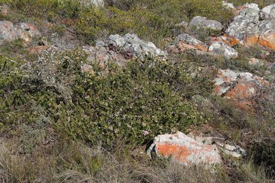 Phylica gnidioides, photographed by Tony Rebelo