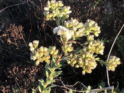 Solidago rigida, photographed by tzeducation