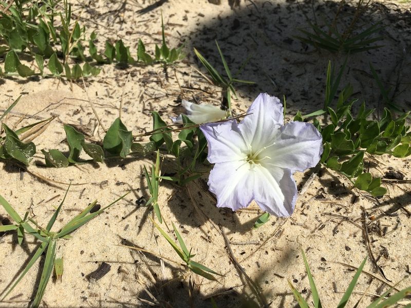 Bonamia grandiflora, photographed by Sterling Herron