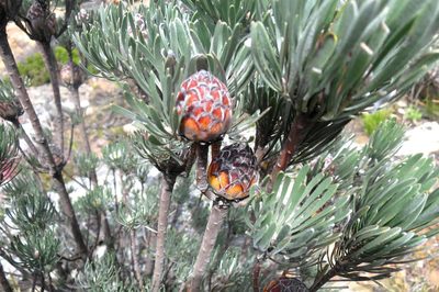 Leucadendron album, photographed by Di Turner