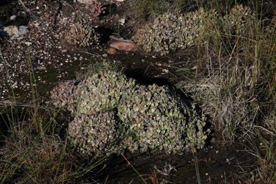 Corpuscularia lehmannii, photographed by Tony Rebelo