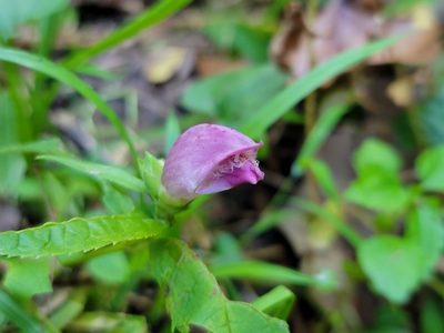 Chelone glabra, photographed by Elias