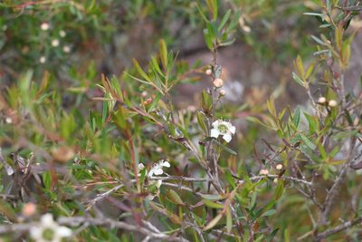 Leptospermum variabile, photographed by Greg Tasney