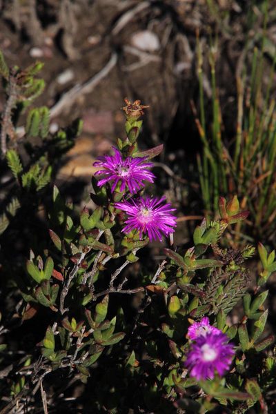 Ruschia orientalis, photographed by Tony Rebelo