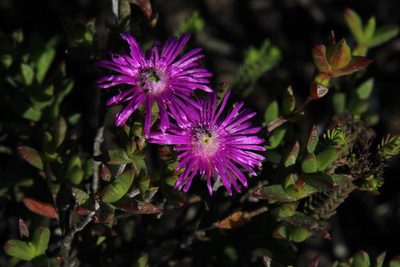 Ruschia orientalis, photographed by Tony Rebelo