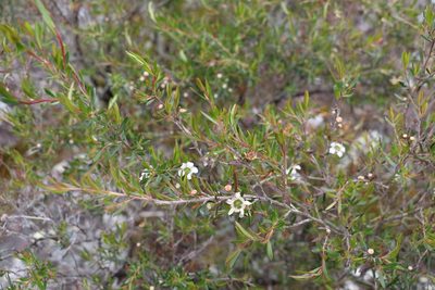 Leptospermum variabile, photographed by Greg Tasney