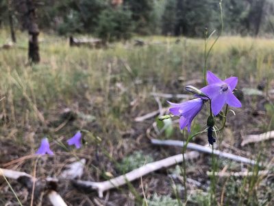 Campanula petiolata, photographed by Clifton Ladd, C.W.B.