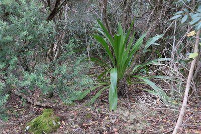 Doryanthes palmeri, photographed by Greg Tasney